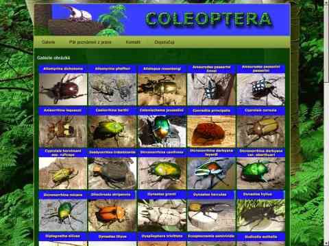 Nhled www strnek http://www.coleoptera.cz