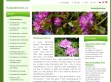 Nhled www strnek http://www.rododendron.cz